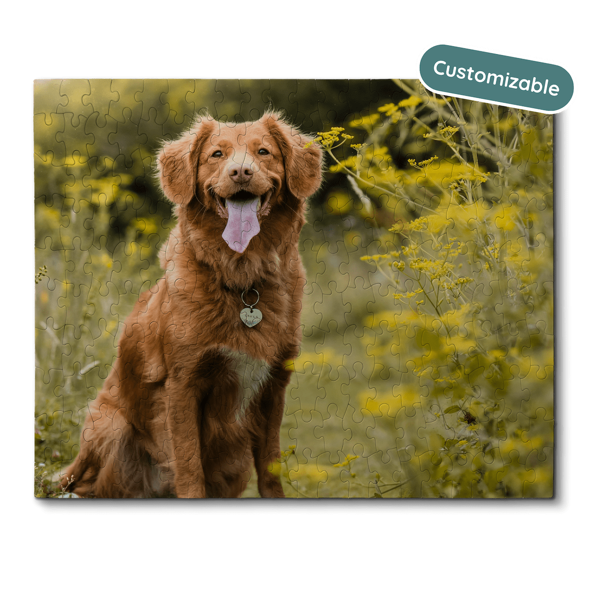 jigsaw puzzle with Nova Scotia Duck Tolling Retriever dog on it