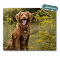 jigsaw puzzle with Nova Scotia Duck Tolling Retriever dog on it