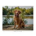 A completed jigsaw puzzle featuring a golden retriever dog sitting outdoors near water and trees, shown on a white background with the text '250 pieces · 15.5 x 19.5 inches'.