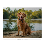 A completed jigsaw puzzle featuring a golden retriever dog sitting outdoors near water and trees, shown on a white background with the text '250 pieces · 15.5 x 19.5 inches'.