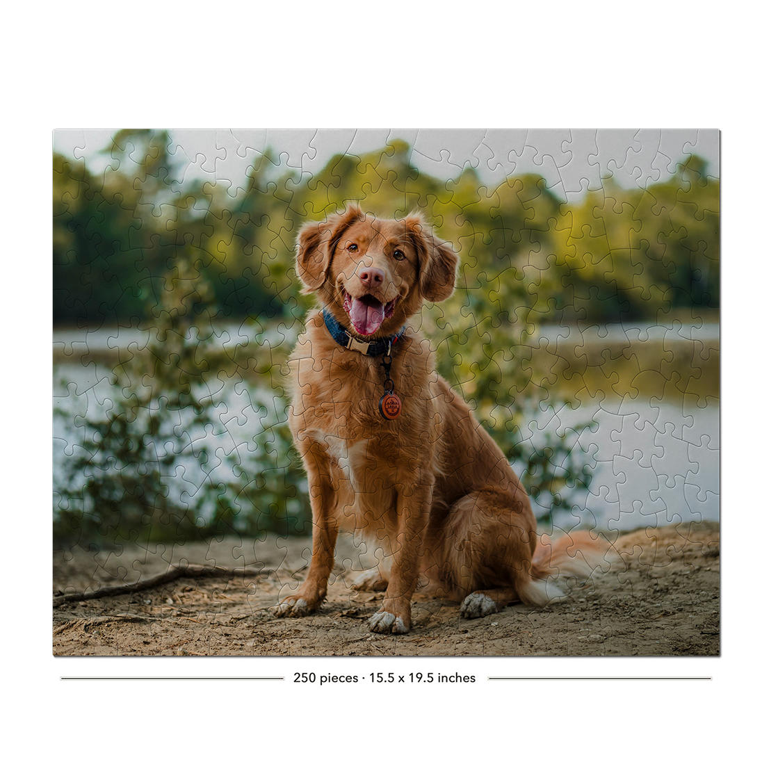 A completed jigsaw puzzle featuring a golden retriever dog sitting outdoors near water and trees, shown on a white background with the text '250 pieces · 15.5 x 19.5 inches'.