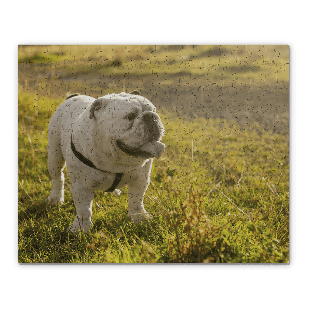 A custom jigsaw puzzle featuring an English Bulldog