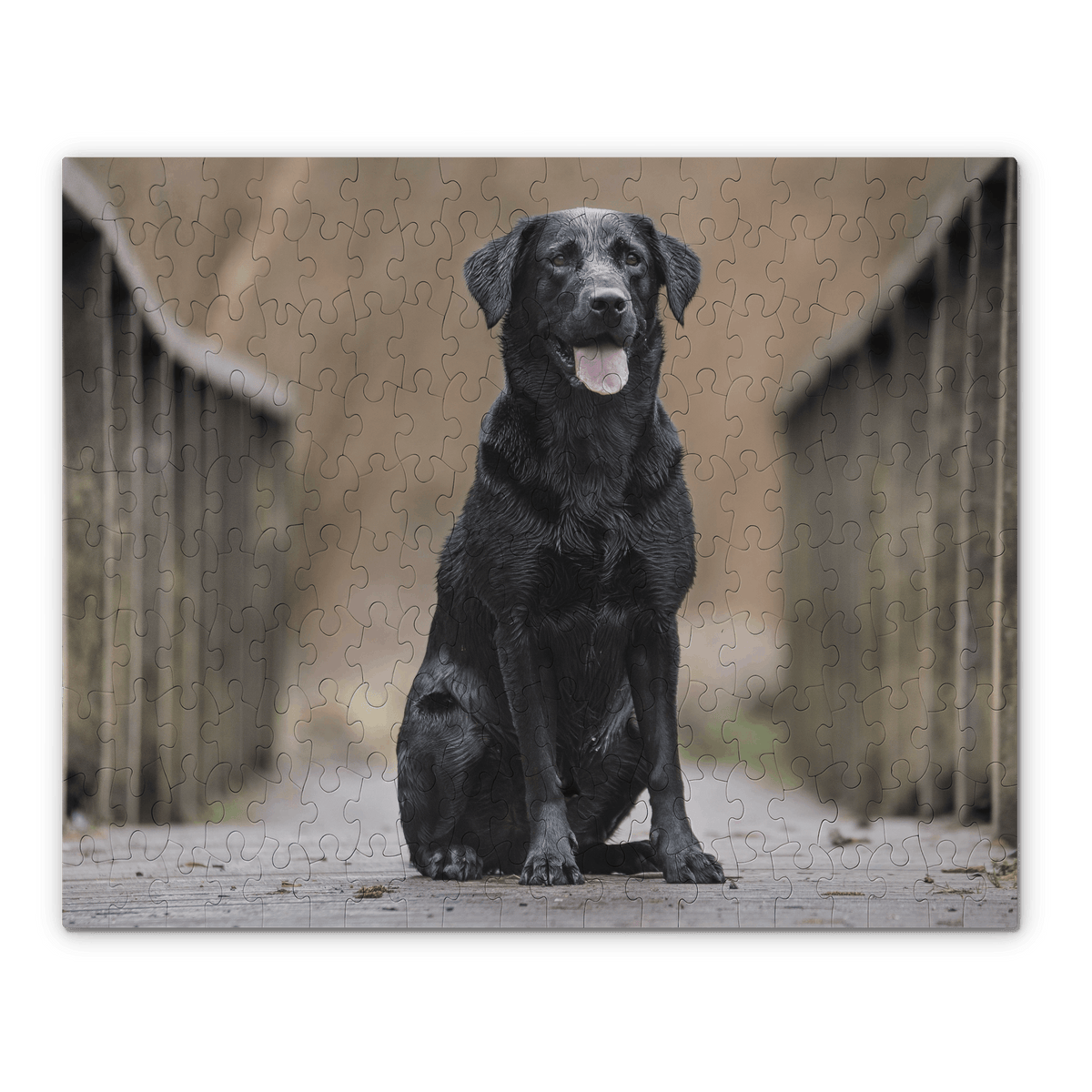 A custom jigsaw puzzle featuring a Labrador Retriever